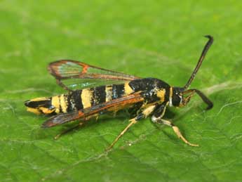 Synanthedon theryi Le Cerf adulte - ©Philippe Mothiron