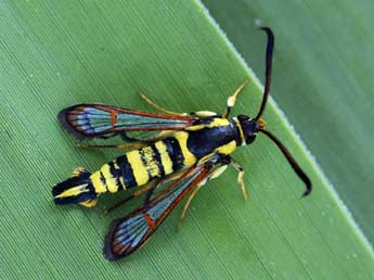 Synanthedon theryi Le Cerf adulte - Daniel Morel