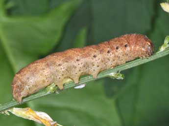  Chenille de Noctua tirrenica S., B. &H. - ©Philippe Mothiron