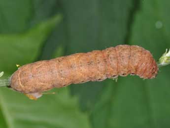  Chenille de Noctua tirrenica S., B. &H. - ©Philippe Mothiron