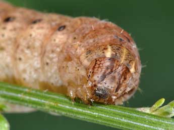  Chenille de Noctua tirrenica S., B. &H. - ©Philippe Mothiron