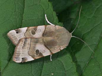 Noctua tirrenica S., B. &H. adulte - Philippe Mothiron