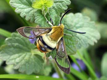 Hemaris tityus L. adulte - ©Daniel Morel