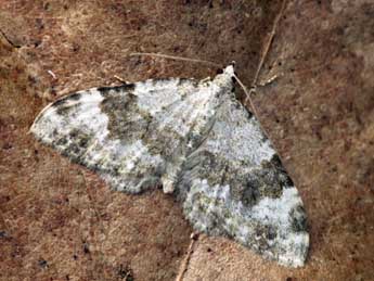 Coenotephria tophaceata D. & S. adulte - Daniel Morel