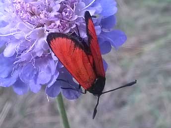 Zygaena transalpina Esp. adulte - Bruno Serrurier