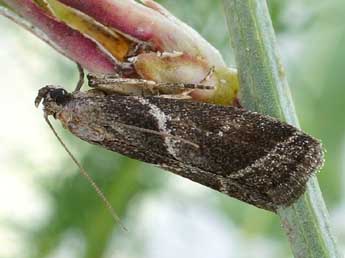 Nyctegretis triangulella Rag. adulte - ©Friedmar Graf