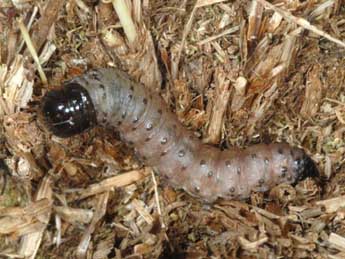  Chenille de Calamia tridens Hfn. - Wolfgang Wagner, www.pyrgus.de