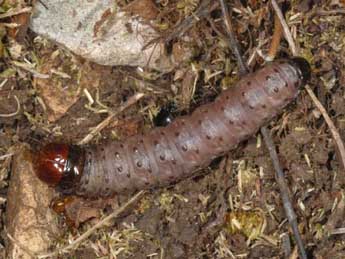  Chenille de Calamia tridens Hfn. - ©Wolfgang Wagner, www.pyrgus.de