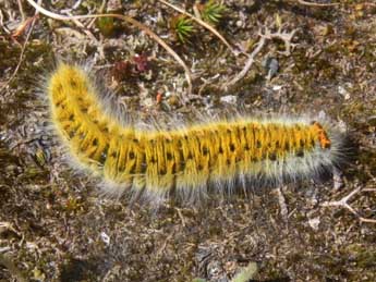  Chenille de Lasiocampa trifolii D. & S. - ©Philippe Mothiron