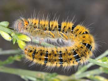  Chenille de Lasiocampa trifolii D. & S. - Philippe Mothiron