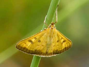 Mecyna trinalis D. & S. adulte - ©Andrej Makara