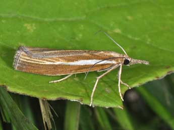 Agriphila tristella D. & S. adulte - ©Philippe Mothiron