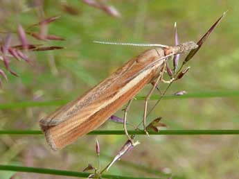 Agriphila tristella D. & S. adulte - ©Tristan Lafranchis