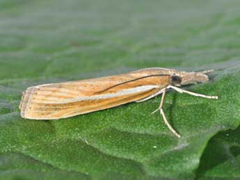 Agriphila tristella D. & S. adulte - Philippe Mothiron