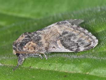 Notodonta tritophus D. & S. adulte - Philippe Mothiron