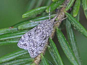 Eudonia truncicolella Stt. adulte - Grard Vogel