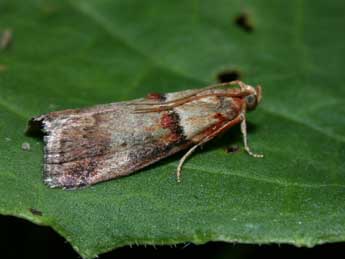 Acrobasis tumidana D. & S. adulte - ©Philippe Mothiron