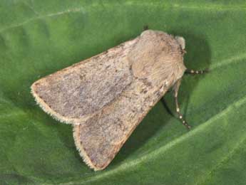 Agrotis turatii Stdf. adulte - Philippe Mothiron