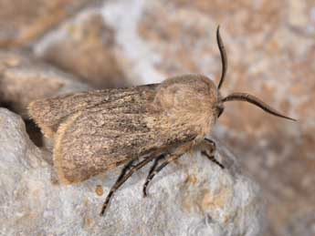 Agrotis turatii Stdf. adulte - Philippe Mothiron