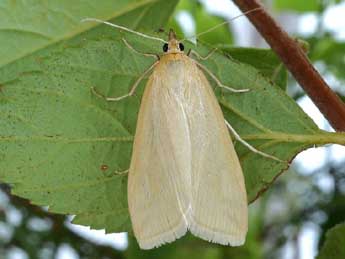 Loxostege turbidalis Tr. adulte - Friedmar Graf