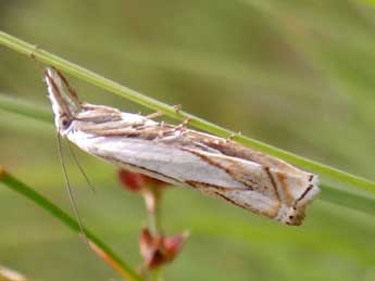 Crambus uliginosellus Z. adulte - Jean-Pierre Arnaud