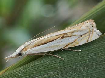 Crambus uliginosellus Z. adulte - ©Friedmar Graf