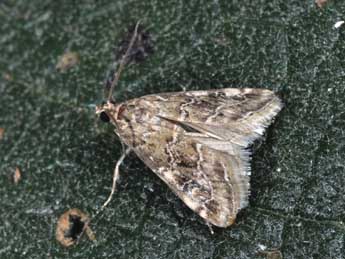 Hellula undalis F. adulte - Philippe Mothiron