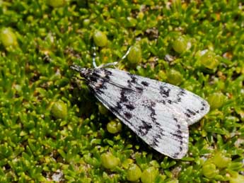 Eudonia vallesialis Dup. adulte - ©Thomas Delahaye