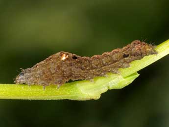  Chenille de Elaphria venustula Hb. - ©Wolfgang Wagner, www.pyrgus.de