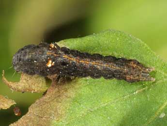  Chenille de Elaphria venustula Hb. - ©Wolfgang Wagner, www.pyrgus.de