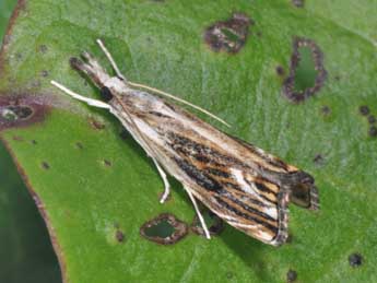 Catoptria verellus Zck. adulte - ©Philippe Mothiron