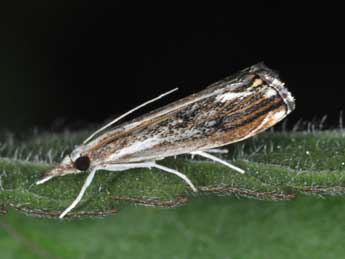 Catoptria verellus Zck. adulte - Philippe Mothiron