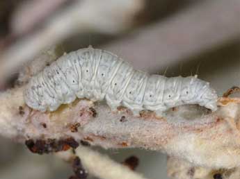  Chenille de Earias vernana F. - ©Wolfgang Wagner, www.pyrgus.de