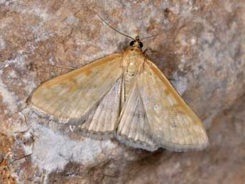 Sitochroa verticalis L. adulte - Philippe Mothiron