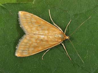 Sitochroa verticalis L. adulte - Philippe Mothiron