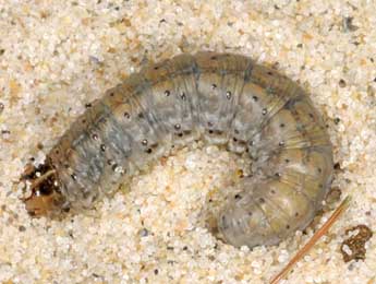  Chenille de Agrotis vestigialis Hfn. - Wolfgang Wagner, www.pyrgus.de