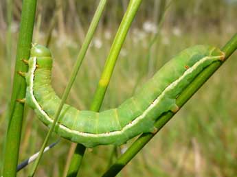  Chenille de Xylena vetusta Hb. - Claire Mouquet