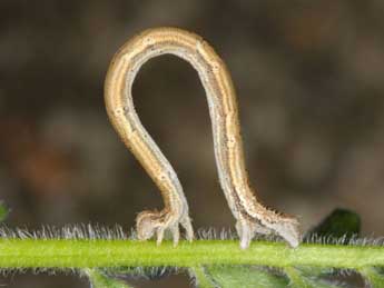  Chenille de Rhodostrophia vibicaria Cl. - Wolfgang Wagner, www.pyrgus.de