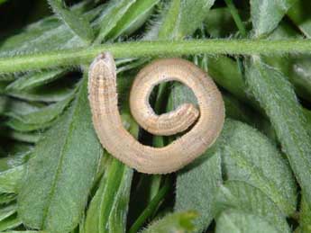  Chenille de Rhodostrophia vibicaria Cl. - Wolfgang Wagner, www.pyrgus.de