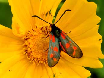 Zygaena viciae D. & S. adulte - ©Philippe Mothiron