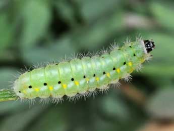  Chenille de Zygaena viciae D. & S. - Philippe Mothiron