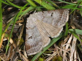 Lygephila viciae Hb. adulte - Philippe Mothiron