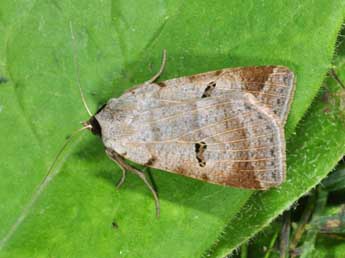 Lygephila viciae Hb. adulte - Philippe Mothiron