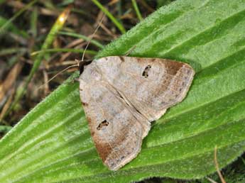 Lygephila viciae Hb. adulte - ©Philippe Mothiron