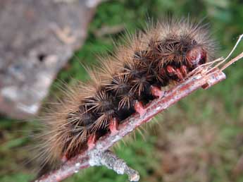  Chenille de Arctia villica L. - ©Jean-Pierre Arnaud