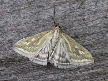 Loxostege virescalis Gn. adulte - Heiner Ziegler