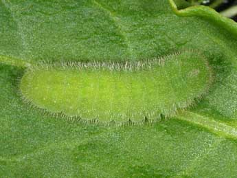  Chenille de Lycaena virgaureae L. - Wolfgang Wagner, www.pyrgus.de