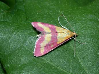 Pyrausta virginalis Dup. adulte - ©Philippe Mothiron