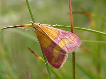 Pyrausta virginalis Dup. adulte - ©Alain Cama