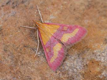 Pyrausta virginalis Dup. adulte - ©Heiner Ziegler